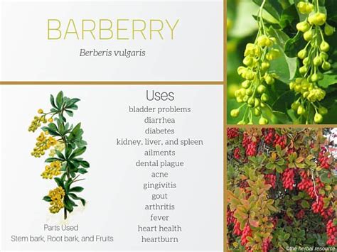 burberry herbal supplement|barberry powder dosage botanicals.